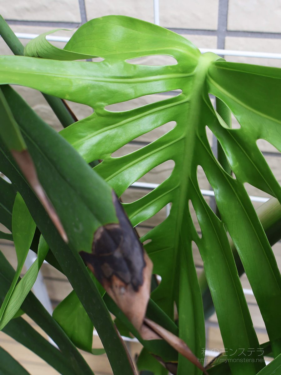 投稿中のモンステラ！ 観葉植物】モンステラ デリシオーサ 7号 鉢カラー/ブラック