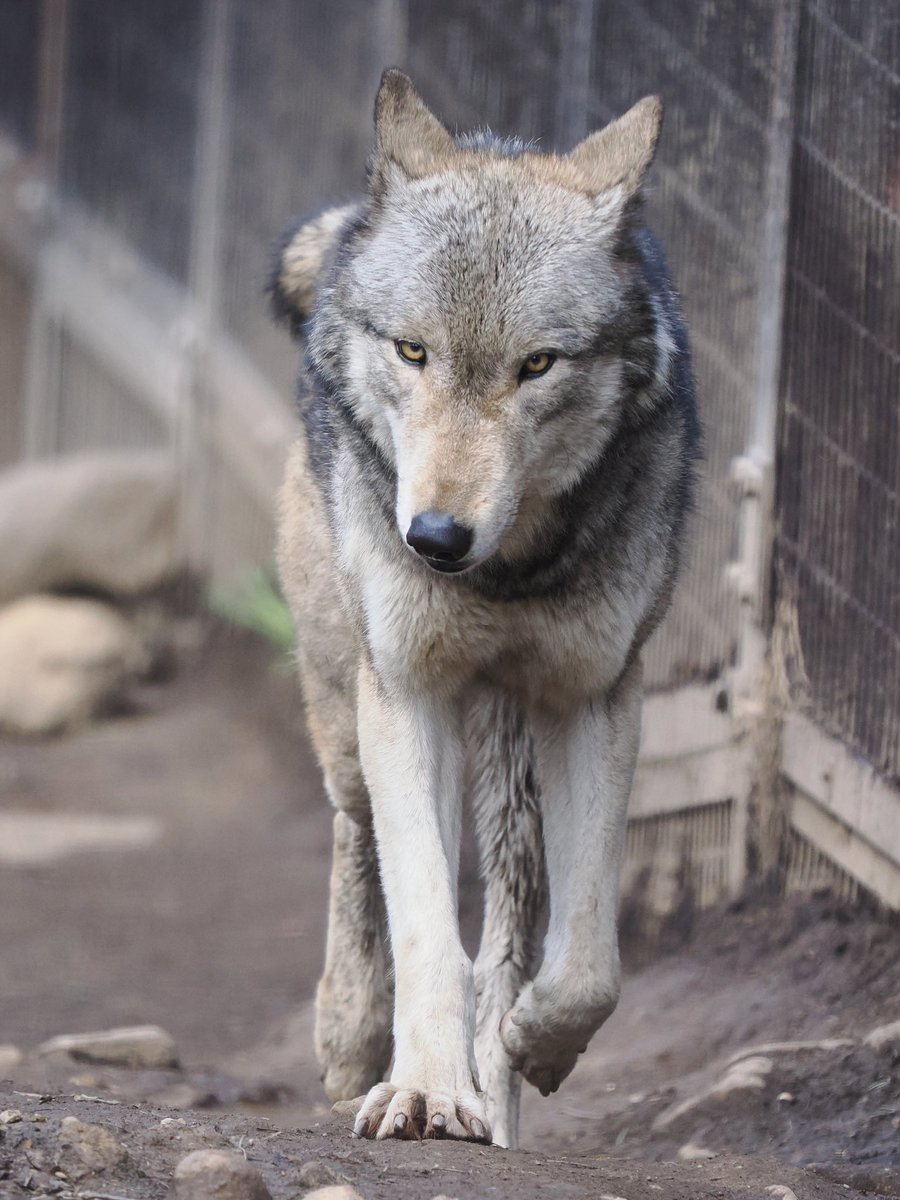 デルピエコ tweet media