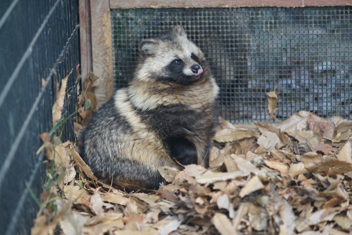 500いいね・200RPにつき1頭タヌキが増えます。
4/25  24:00まで