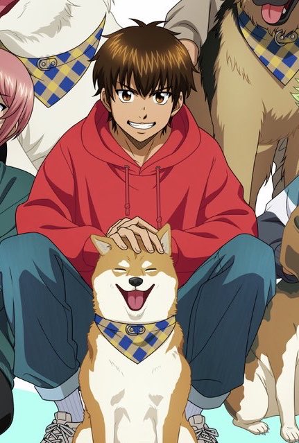 시바견 tweet media