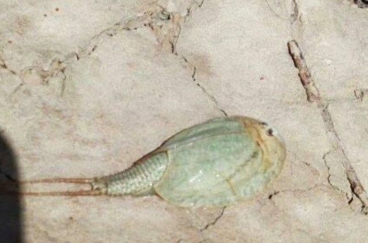 IRANinMumbai's tweet photo. A “living fossil” spotted in Iran’s #Hamun Wetlands; the tiny #Triops cancriformis has survived ~200 million years.
#LivingFossil #Iran https://t.co/nfuzyj1CTC