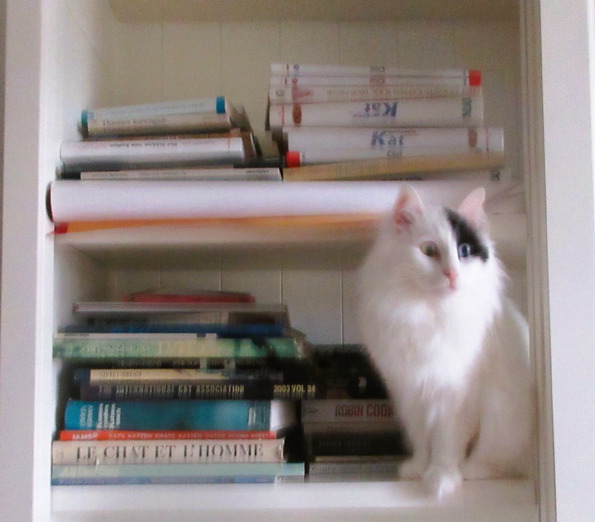 Cats on the bookshelf tweet media