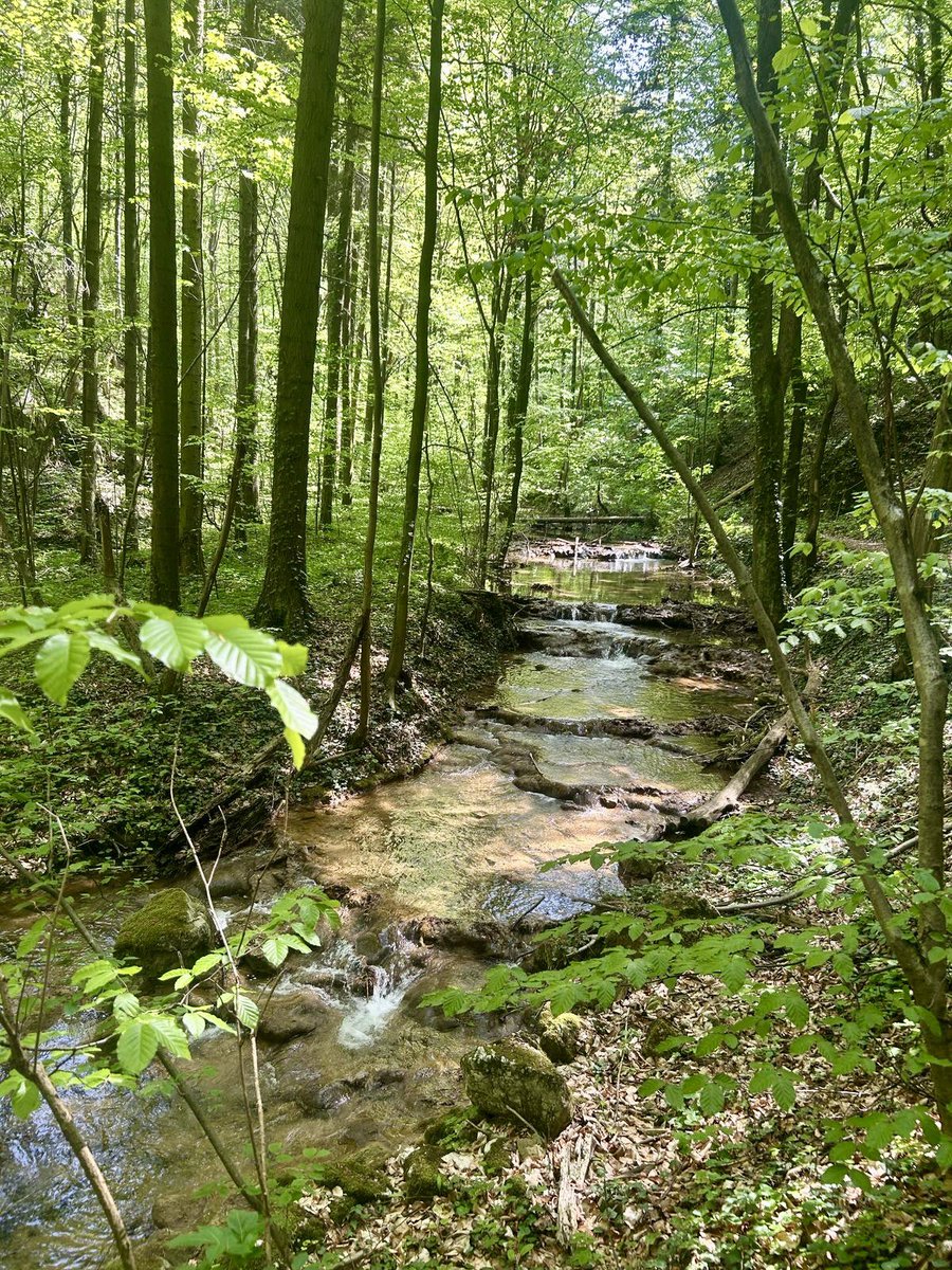 MihaelaSmaniot3's tweet image. Un început de weekend cu suflet liniștit, tuturor 🌿🕊️