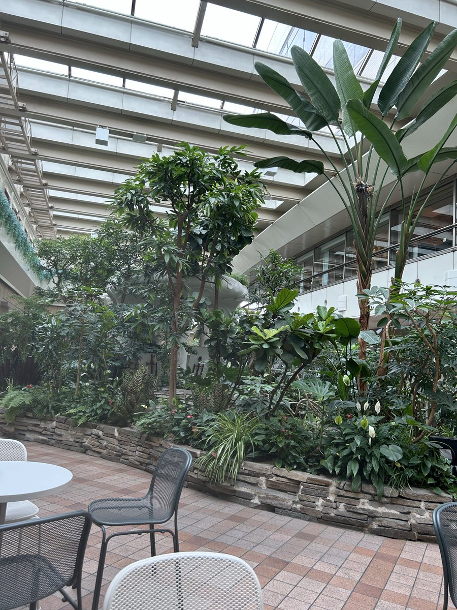 あみ⭐︎英語ネイティブレベル🇺🇸になりたい！ときどきスペイン語🇪🇸+ポルトガル語🇵🇹 tweet media