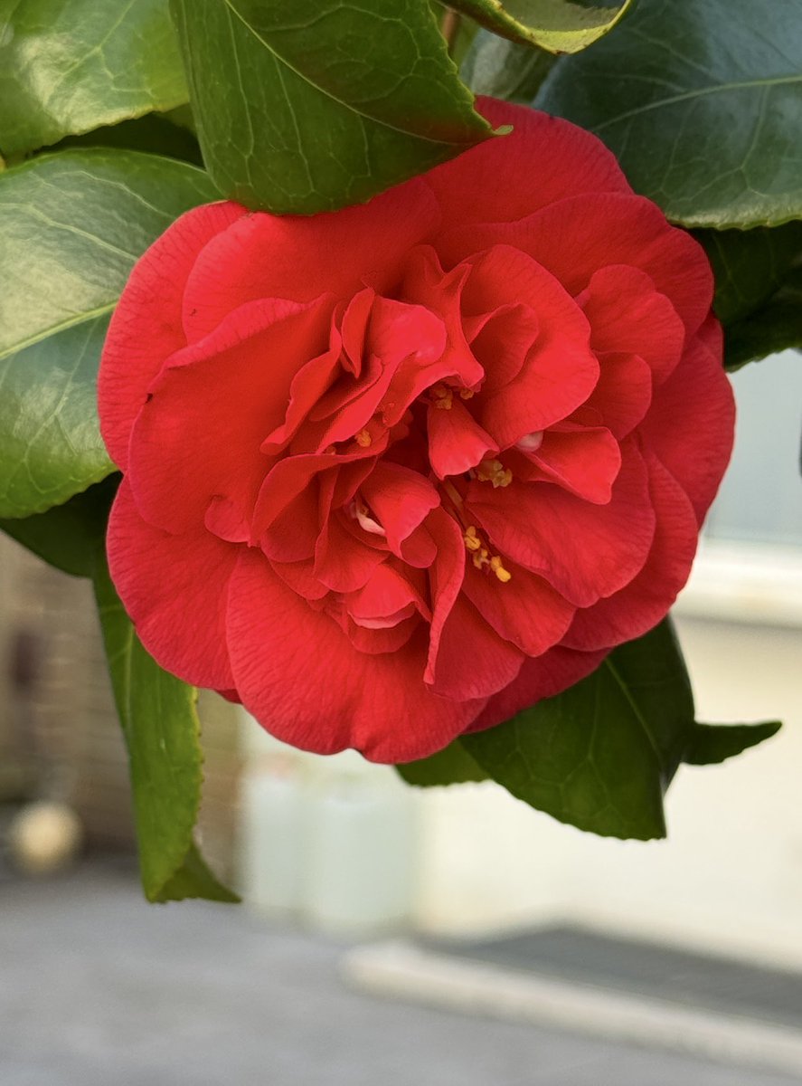 📸𝐓𝐚𝐌𝐚𝐫𝐚 📸 tweet media