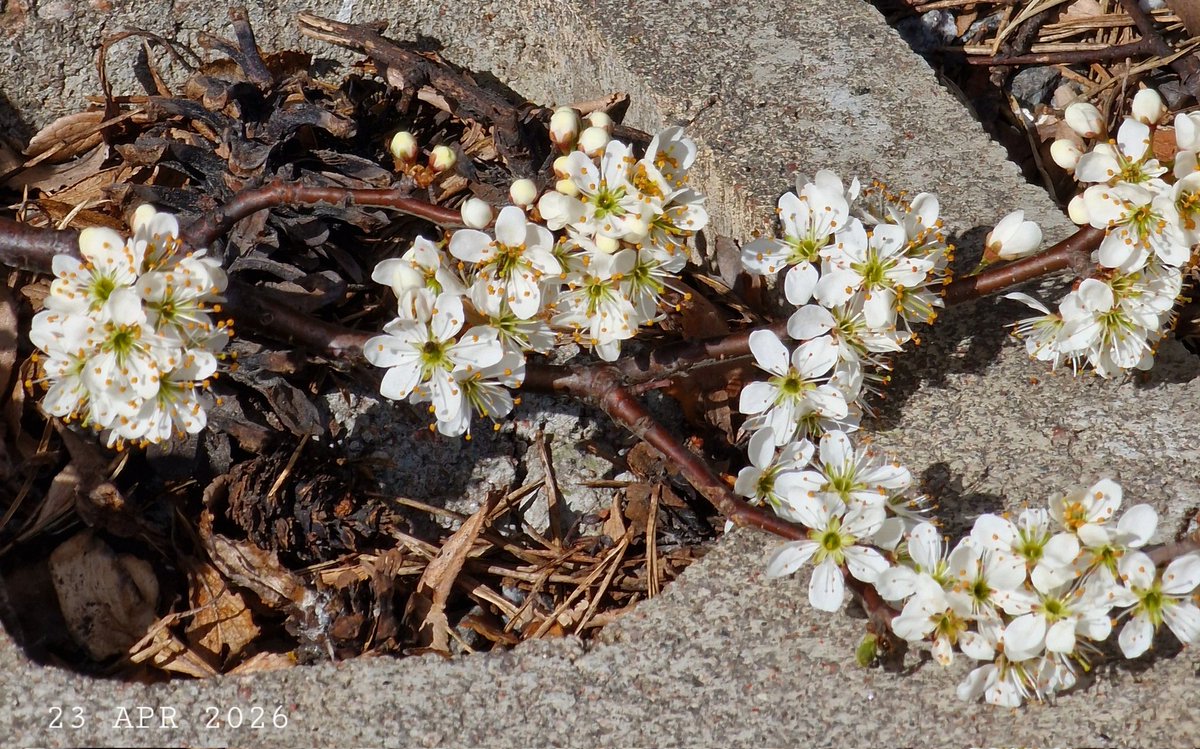 IDadzkov's tweet photo. Blossoming blackthorn in the park. Blommande slån i parken. Цветущий тёрн в парке.
#nature #spring #blossom #flowers #blackthorn #slån #park #Stenhagen #BlossomPhoto https://t.co/U5byBYTODY