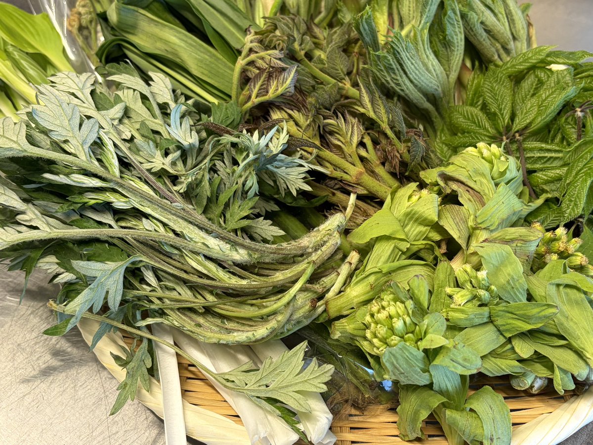 食品 天然ハリギリ旬の山菜