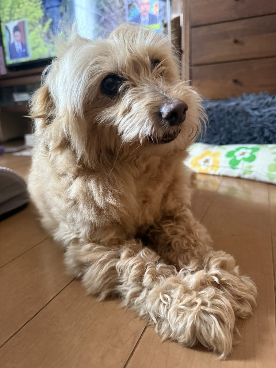 僕はうどん🍜 tweet media