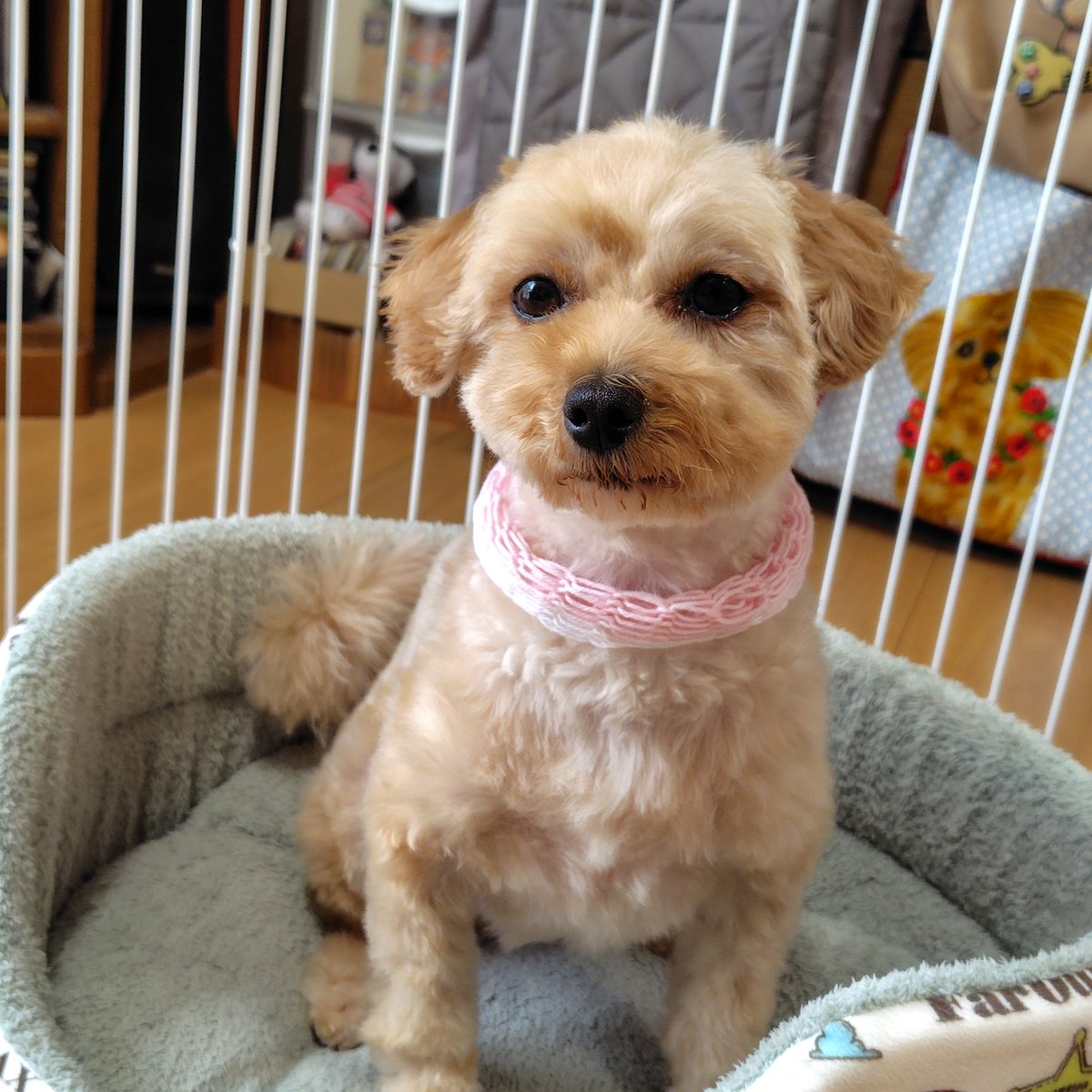 Tsucchi_Okapi's tweet photo. トリミングデー🧴✂️
疲れ隠せない愛犬😅
お疲れ様でした🙇 https://t.co/FfYIZB3BP4