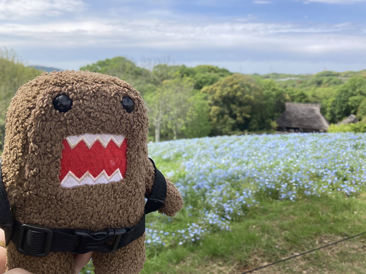 dddd_domo's tweet photo. ネモフィラ畑！すごい！
#domokun https://t.co/ATf6B9l2T5