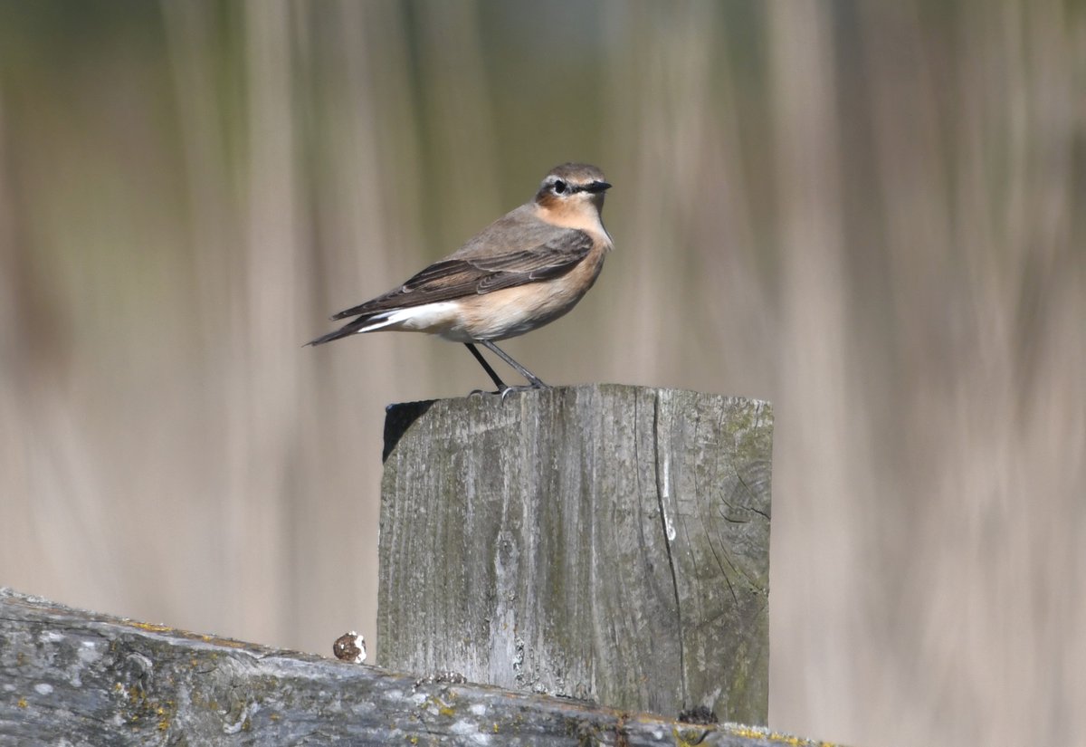 DaveMo57's tweet photo. Always look forward to these arriving each spring - Wheatear. https://t.co/5qZbj4LebL