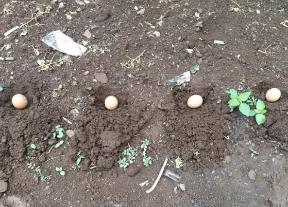 Daniel Of Ibadan🌴 tweet media