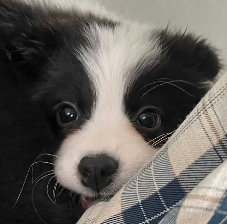 Doglover tweet media