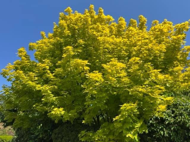 philip_ciwf's tweet photo. “We don’t inherit the earth from our ancestors, we borrow it from our children.” 
Native American proverb

And right now in Europe, magical nature is displaying a thousand shades of magnificent green 💚
#ProtectOurWorld https://t.co/naiyoaVTyf