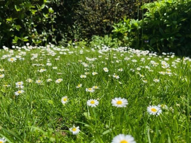 philip_ciwf's tweet photo. “We don’t inherit the earth from our ancestors, we borrow it from our children.” 
Native American proverb

And right now in Europe, magical nature is displaying a thousand shades of magnificent green 💚
#ProtectOurWorld https://t.co/naiyoaVTyf