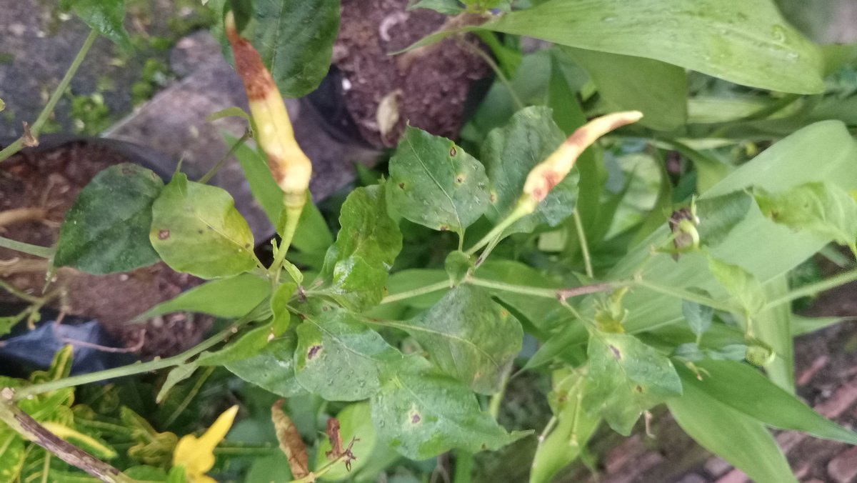 sawi puteh 🥬 tweet media