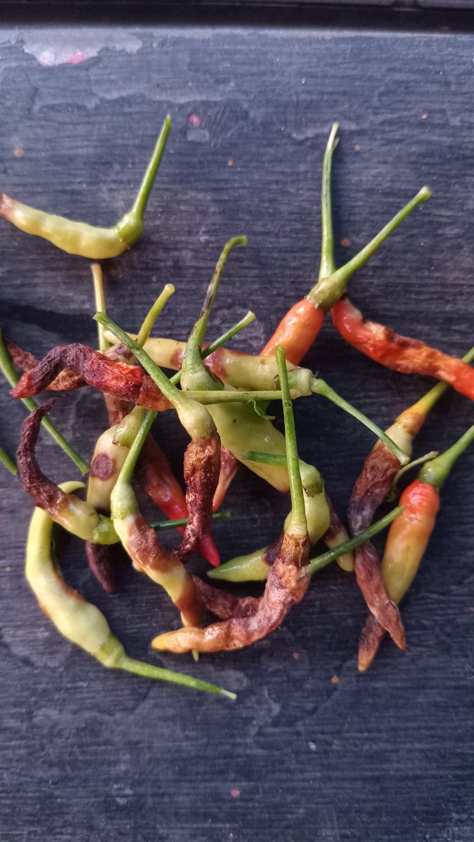 sawi puteh 🥬 tweet media