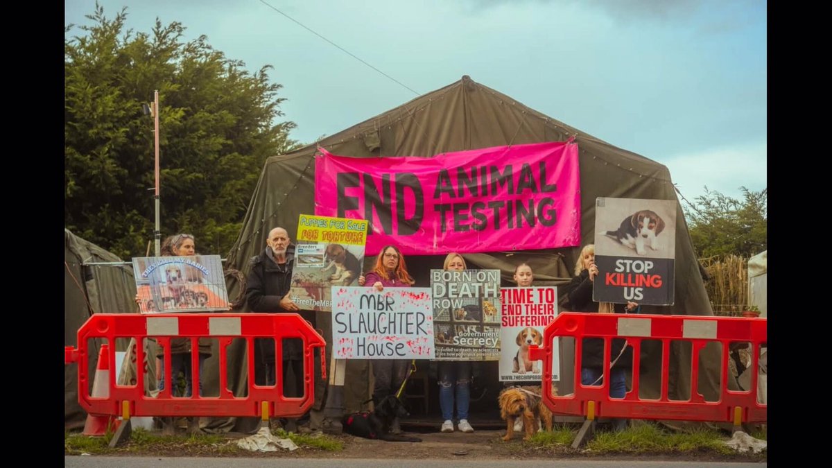 hellsbellsus's tweet image. Camp Beagle supporters are walking from Huntingdon today to Parliament Square for the e petition debate in Parliament on Monday 27 April. Please pop outside Monday to see them and join the debate inside #stopanimaltesting #righttoprotest #thecampbeagle