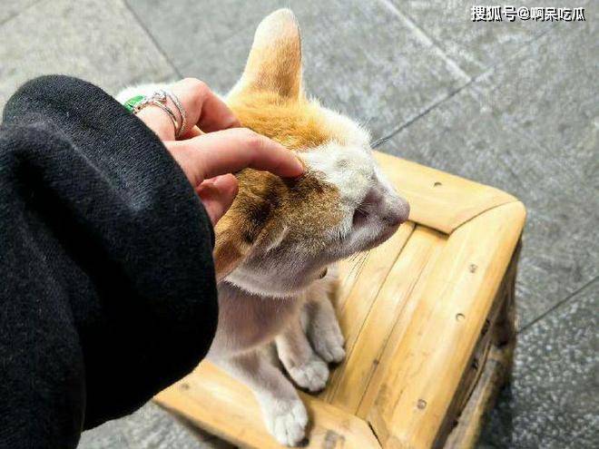 Demond_Angel's tweet photo. "Your fur baby doesn’t need grand plans—just your presence, a cozy spot, and endless pets.  #PetLove #FurCompanion" https://t.co/j3DBSXQ53c