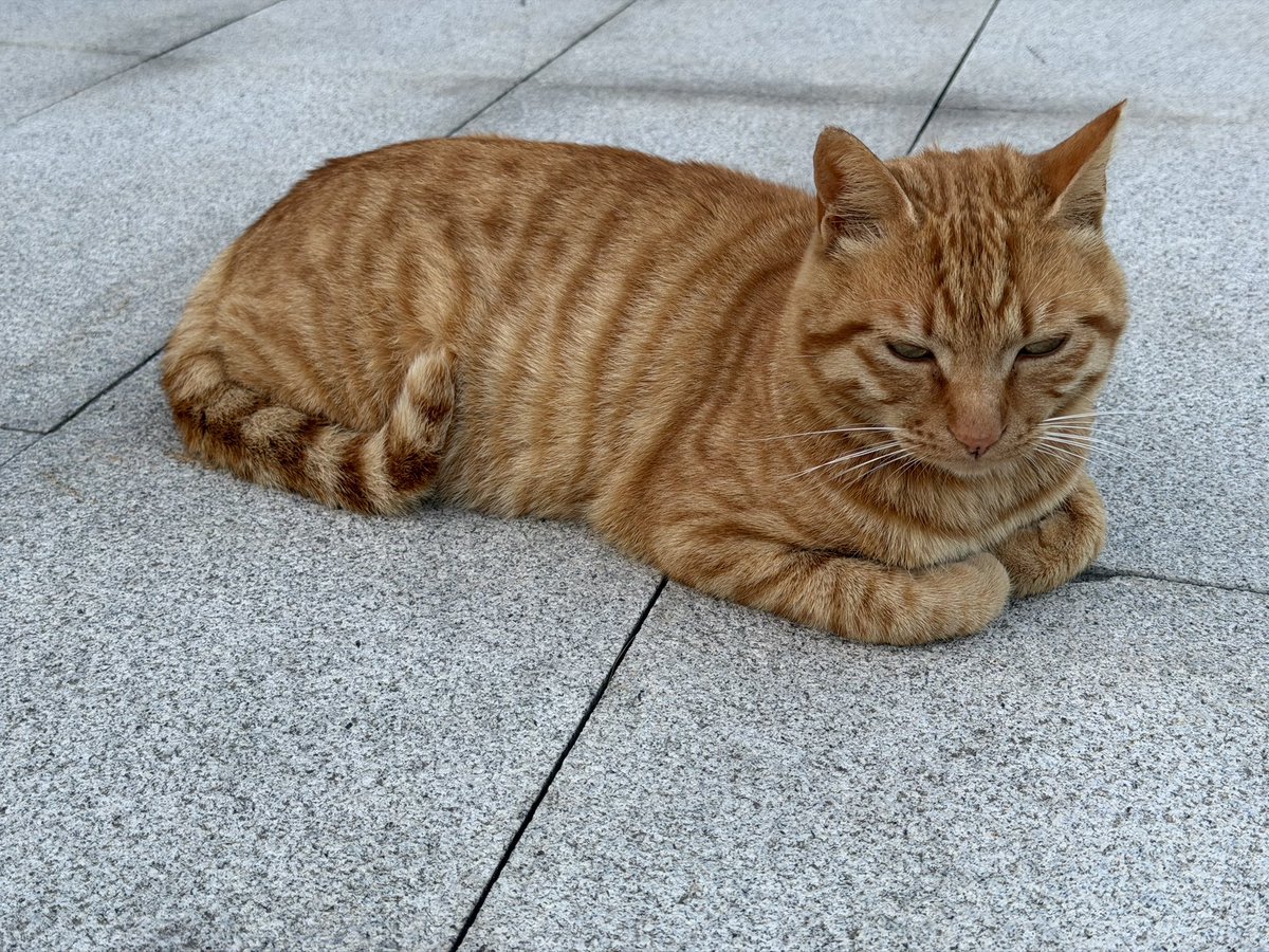 薄荷水 tweet media