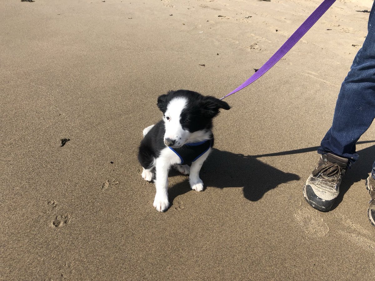 KinlochSusan's tweet image. Puppy Orla at Aberdour. Her first visit #memories #April 🏴󠁧󠁢󠁳󠁣󠁴󠁿🐶😍☀️