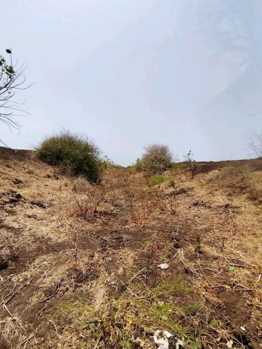 Gedo Alumda tweet media