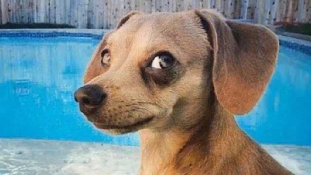 Mface we Zambezi tweet media