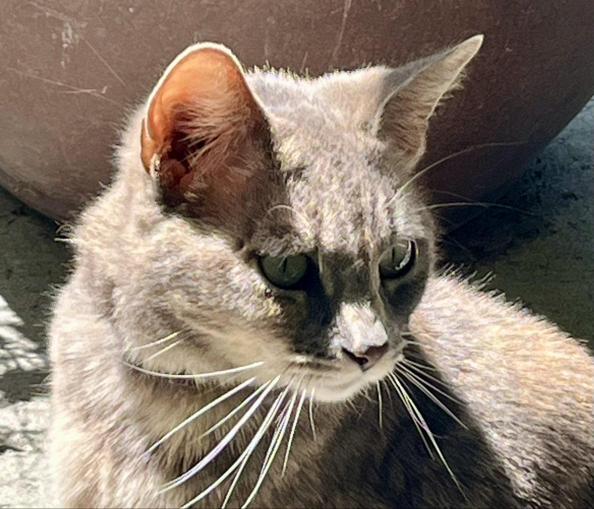 DeedleDeeDee tweet media