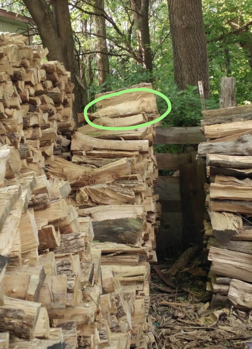 Flora Maj tweet media