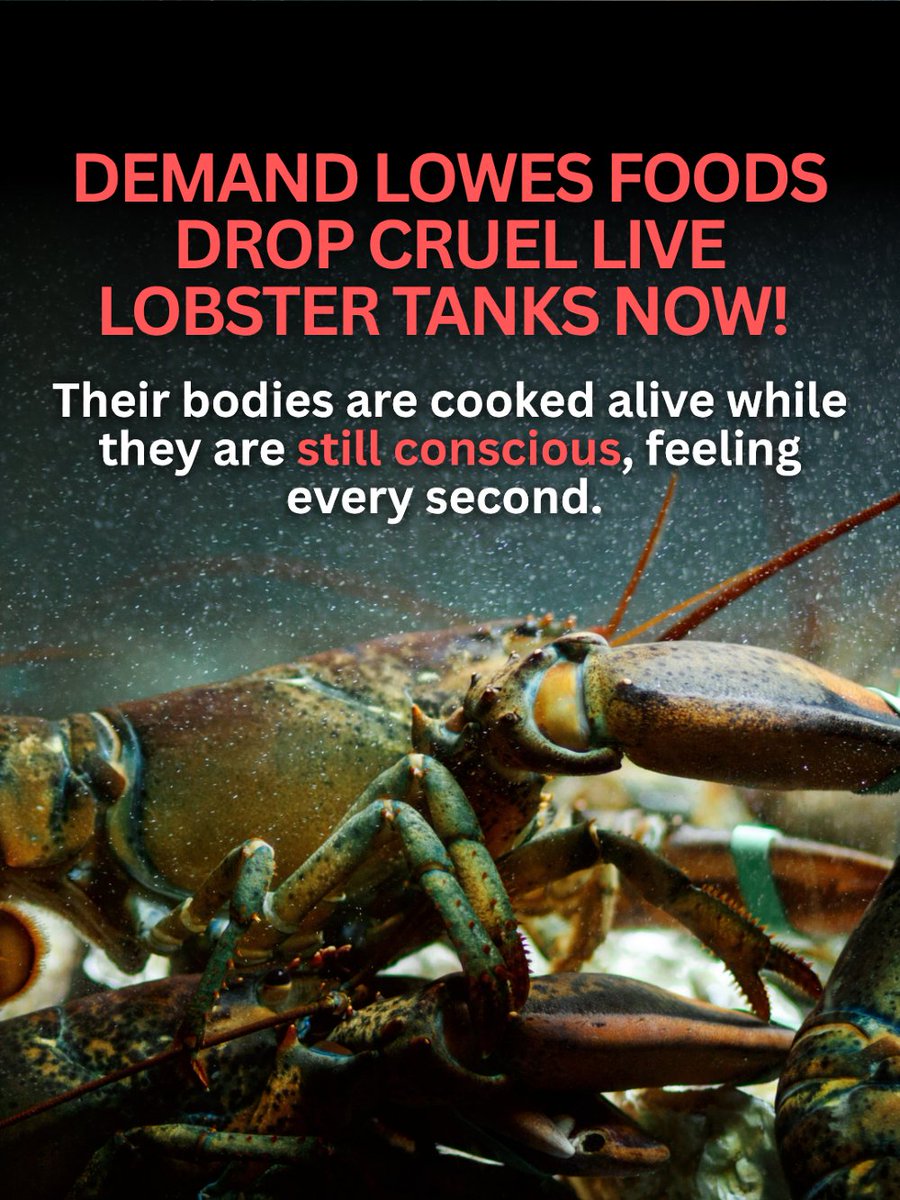 teamveganfta's tweet image. Please join us in urging Lowes Foods to eliminate live lobster tanks from all of its retail locations and offer plant-based, vegan-friendly lobster products! 🦞

👉 Sign the petition: veganfta.com/petitions/lowe…

#lobster #petition #animalrights