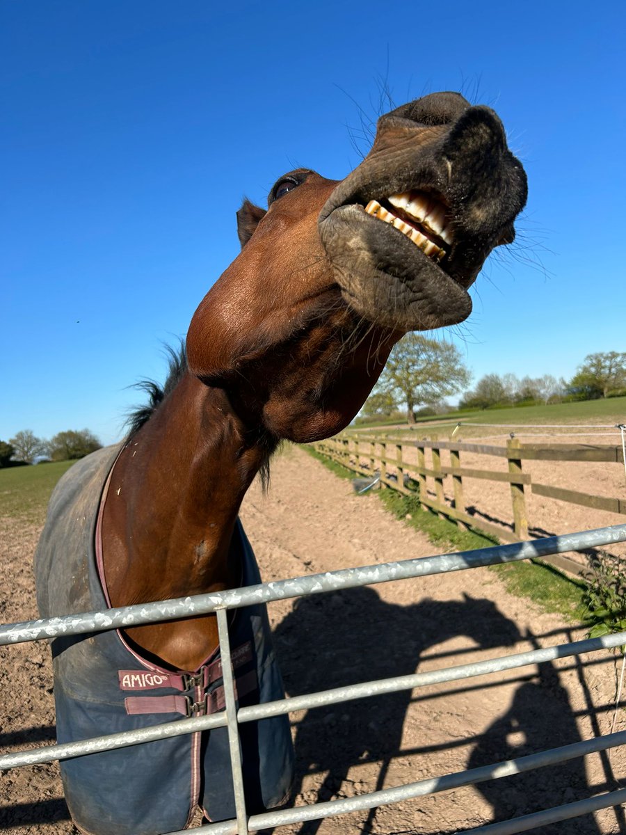 twistybonce's tweet image. Happy Friday 🤸🏻🎉
Not often Beau takes a selfie but when he does, he really commits!! 📷🐴
#daughterpic #horses #FridayVibes