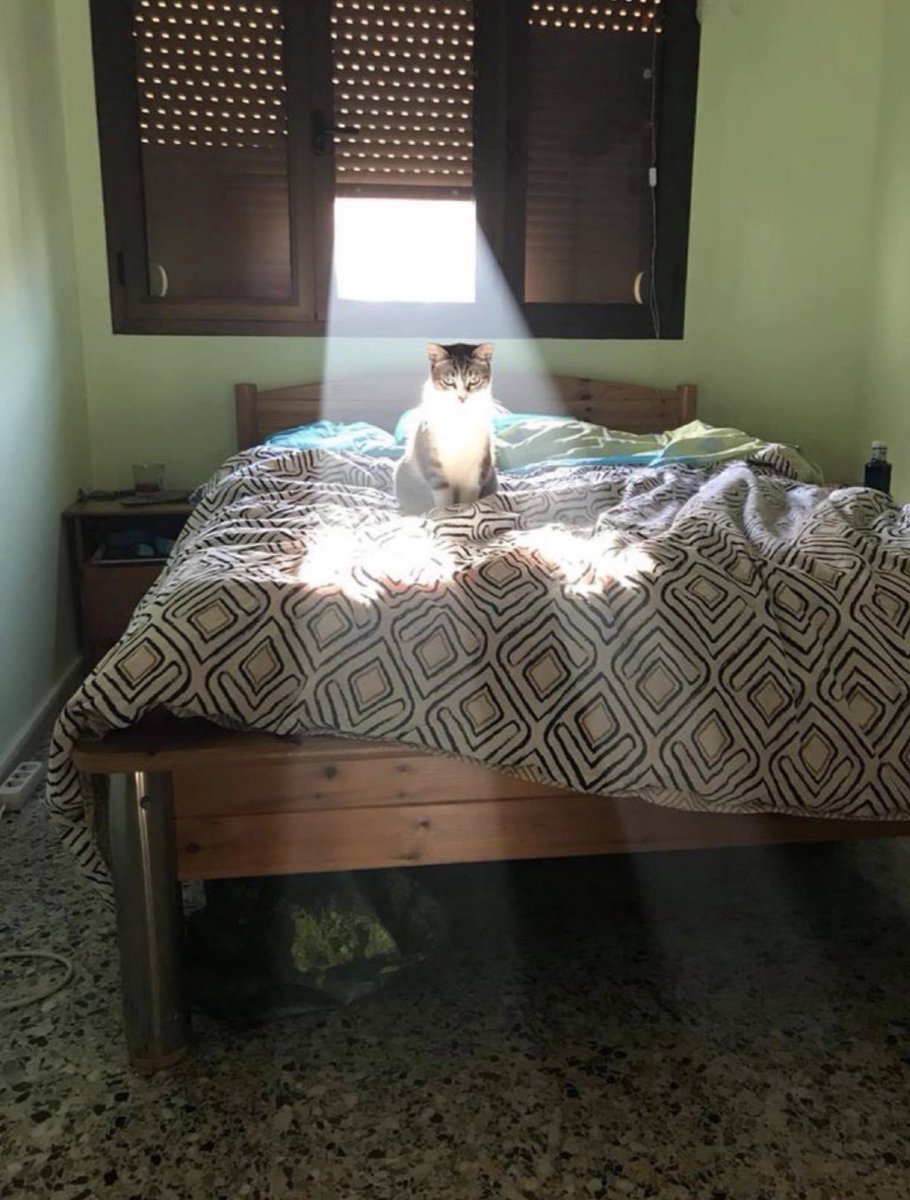 Cat is life ~猫は人生~ tweet media