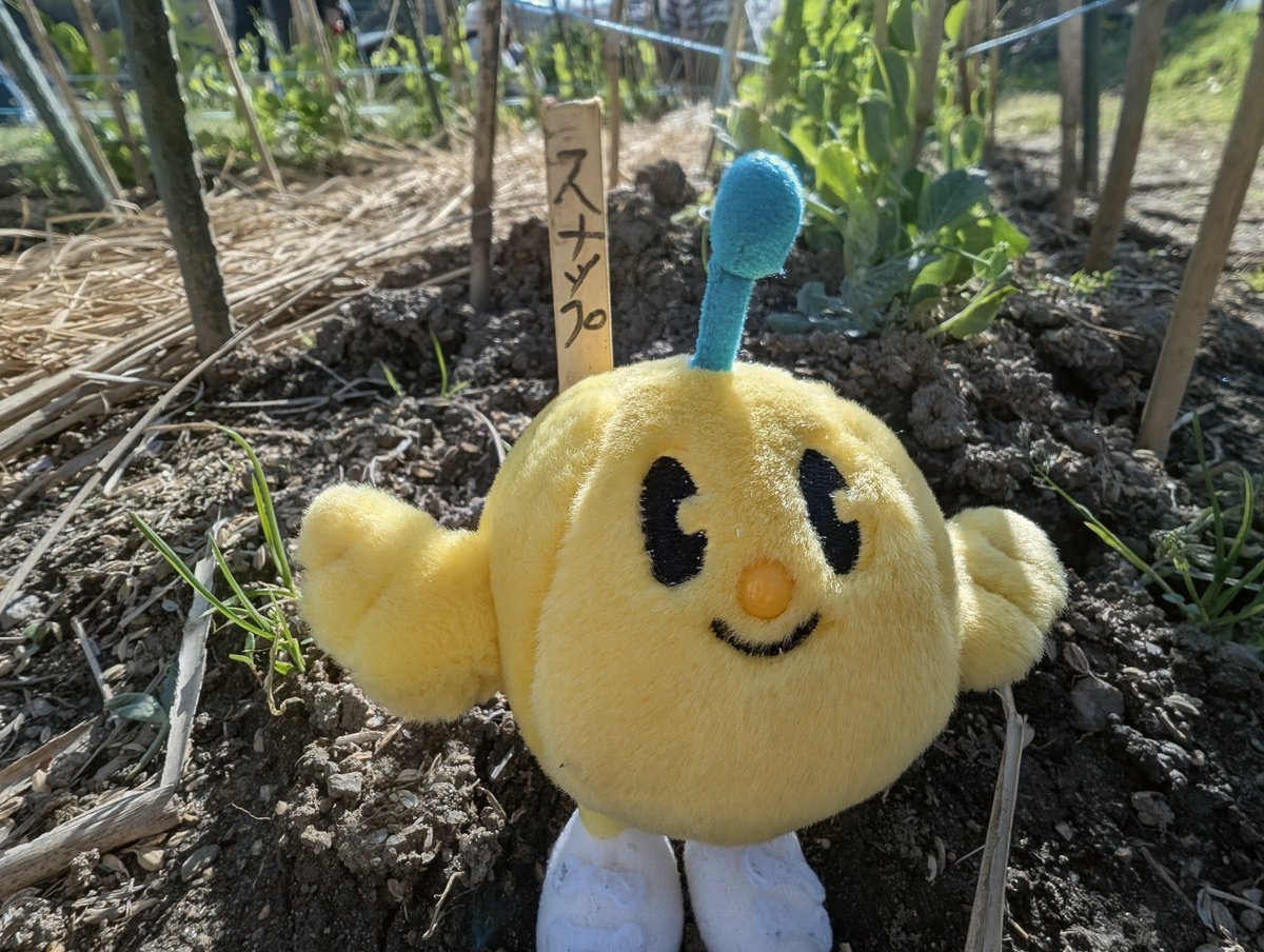スナップエンドウと絹さやにお水をあげたよ！大きくなるといいな！ #福島県 #Fukushima #Japan #キビタン #福島県公式キャラクター