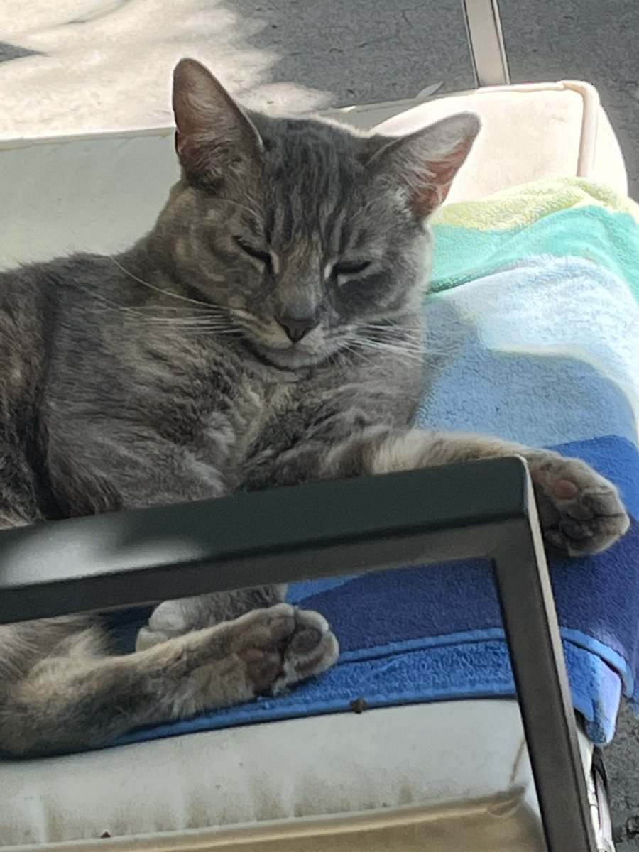 DeedleDeeDee tweet media