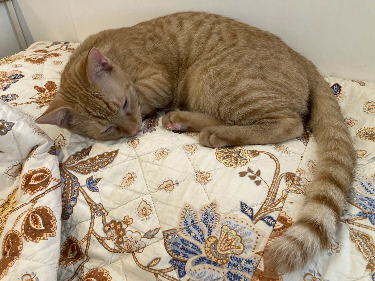 🐾ᒪᑌᑕᗩ　ルーカ🧸 tweet media