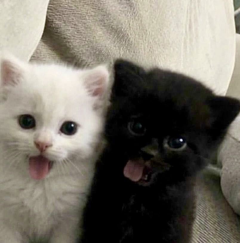 Pnnchmii tweet media