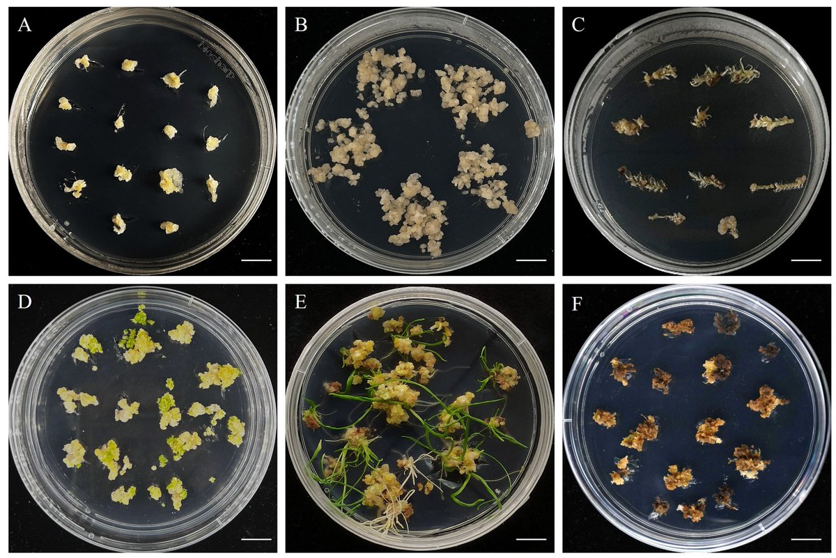 Plants_MDPI's tweet photo. 🌾 A forage grass with 34% higher seed yield — now equipped with SSR fingerprinting and callus regeneration tools for molecular breeding.
'Mengnong No. 2' is ready for the next level.
🔗 Read more: https://t.co/3o0thzKaBI
#MolecularBreeding #ForageGrass #CropImprovement https://t.co/BMQ0UT0uQl