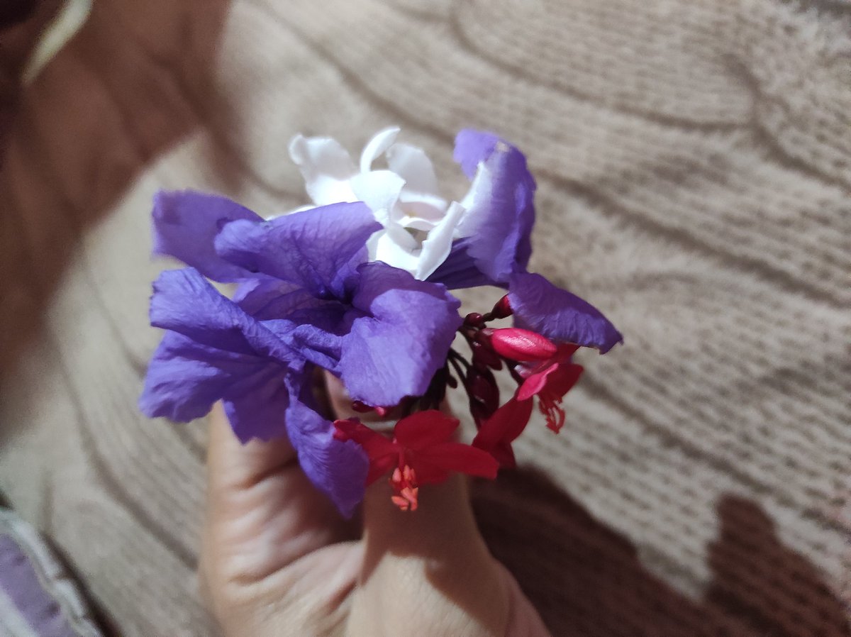 Cerambycidae tweet media