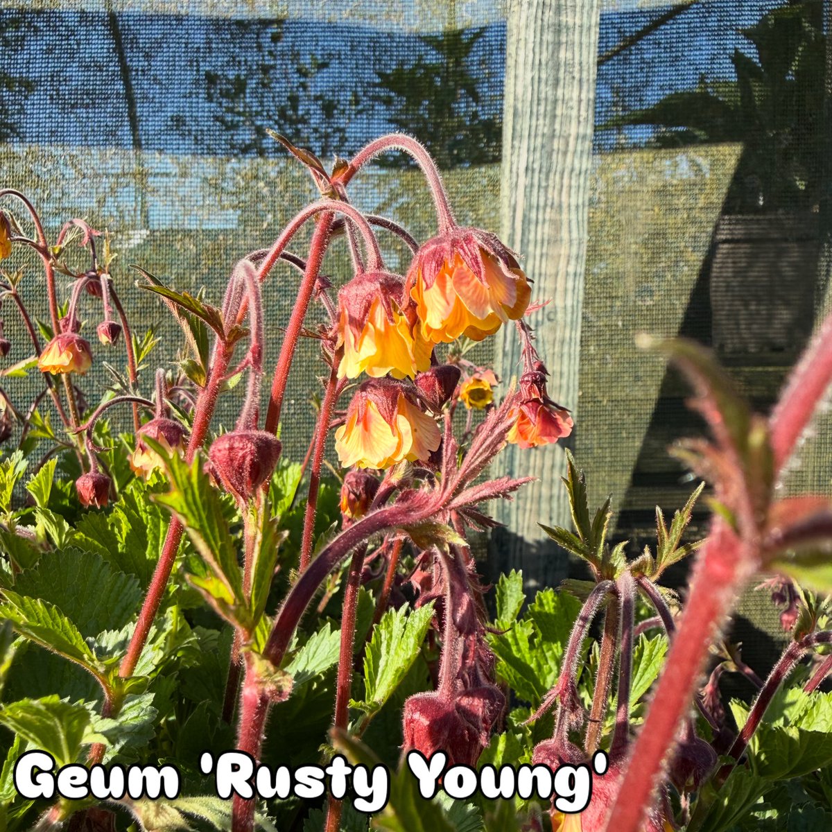 IrisesSeagate's tweet photo. Geum ‘Rusty Young’ ideal for a splash of spring colour. #geum #hardyplants #peatfree #gardenplants #plantnursery https://t.co/14IOB6iwxs