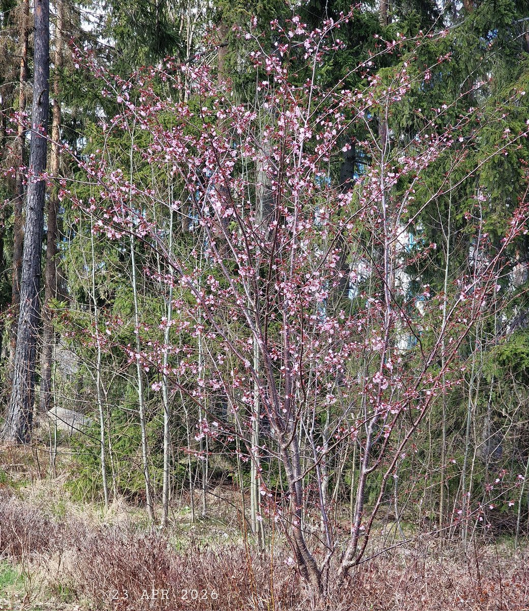 IDadzkov's tweet image. Sakura blooms out in the park.  Сакура в парке зацветает.
#nature #spring #trees #sakura #blossom #park #Stenhagen #BlossomPhoto