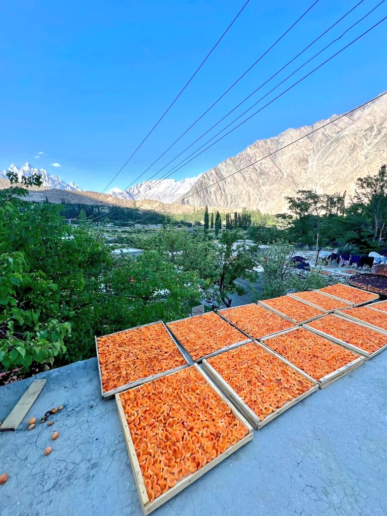 The_North_Blood's tweet image. The sun shines strongly until six in the evening, the greenery around is beautiful, and birds and lizards come to visit me.

Summers approaching in Hunza, Gilgit-Baltistan 🏔️ 

#Apricot #Hunza #GilgitBaltistan #Karakoram 🏔️