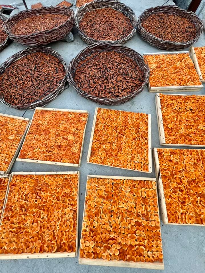 The_North_Blood's tweet image. The sun shines strongly until six in the evening, the greenery around is beautiful, and birds and lizards come to visit me.

Summers approaching in Hunza, Gilgit-Baltistan 🏔️ 

#Apricot #Hunza #GilgitBaltistan #Karakoram 🏔️