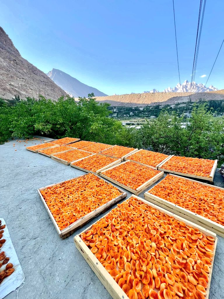The_North_Blood's tweet image. The sun shines strongly until six in the evening, the greenery around is beautiful, and birds and lizards come to visit me.

Summers approaching in Hunza, Gilgit-Baltistan 🏔️ 

#Apricot #Hunza #GilgitBaltistan #Karakoram 🏔️
