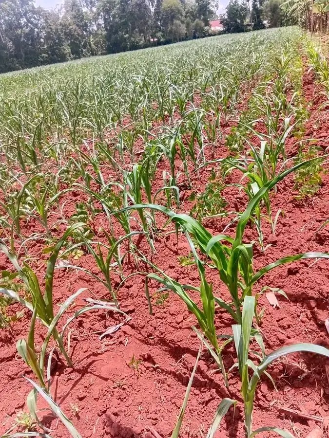 Kama ulipanda maize, Next year inaeza fika 8K per sack, If kitale &amp; Uasin Gishu  the Granary of Kenya is like this