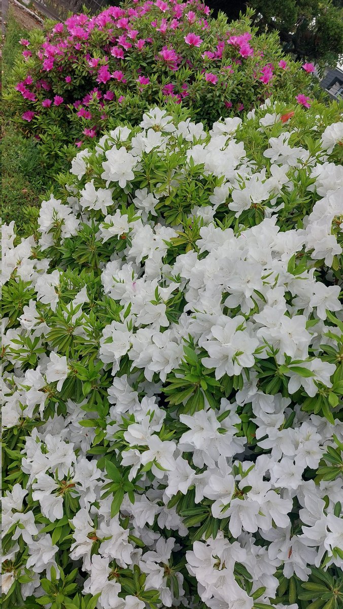 ヒカリン(Shin) tweet media