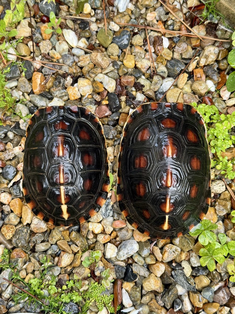 恥ずかしがり屋さん達☺️

#チュウゴクセマルハコガメ