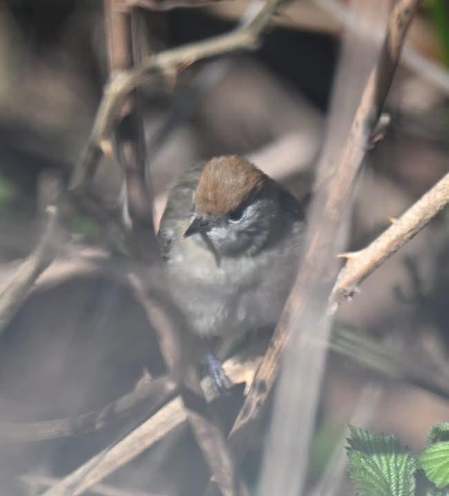 ockerby1's tweet photo. Cromwell Bottom. A lovely female Blackcap hidden in the bushes. https://t.co/hHtZJaJHcg