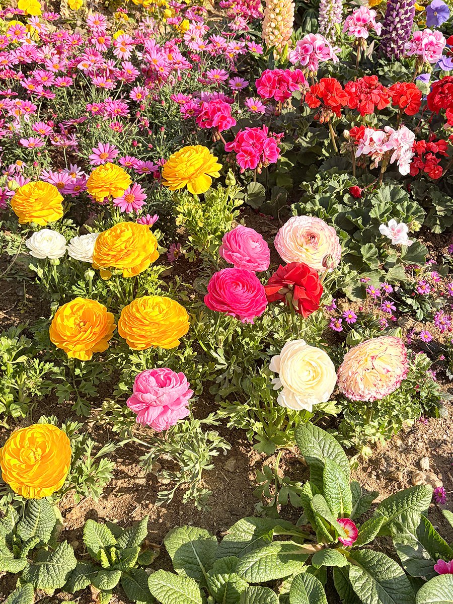 코코팜 tweet media