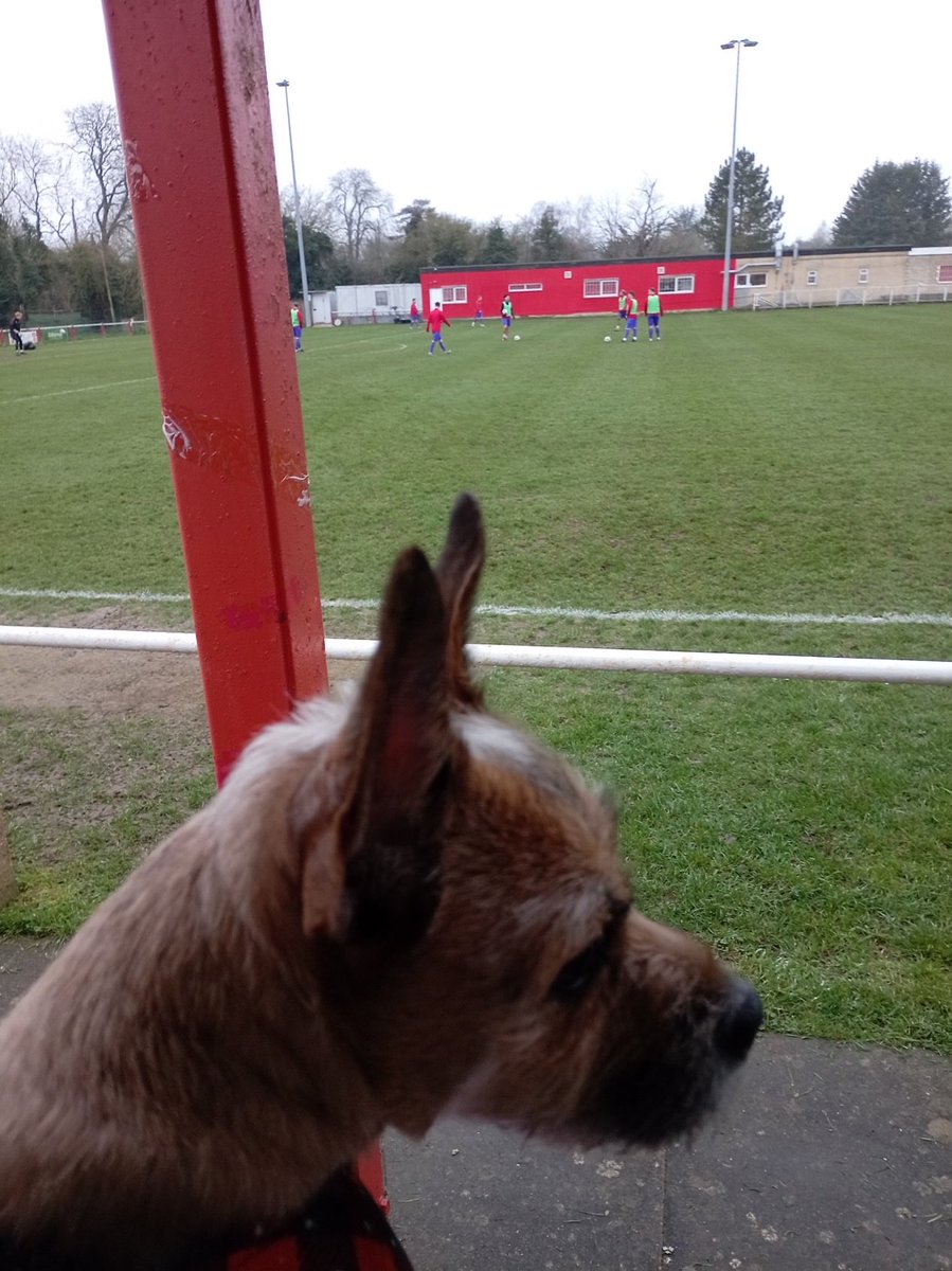 nonleaguedogs tweet media
