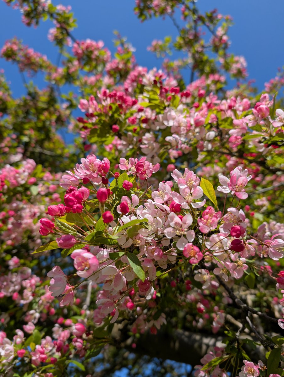 gary_lawrence1's tweet photo. In our little council back garden we have a wonderful Japanese Crab Apple Tree - Malus Floribunda. Yesterday its flowers looked so pretty against a backdrop of a clear blue sky. Oh, isn't life wonderful when the sun shines. 🌞 https://t.co/E7v1lJLuih